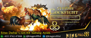 Situs Daftar Club388 Sabung Ayam Terpercaya Indonesia